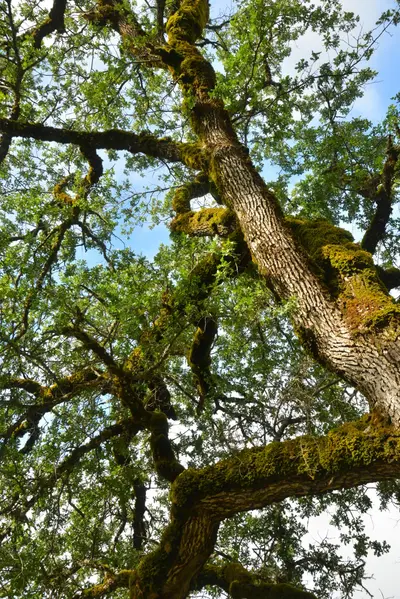 DSC_6798 (Large).JPG